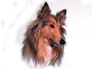 Illustration of collie dog