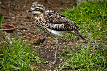 curlew