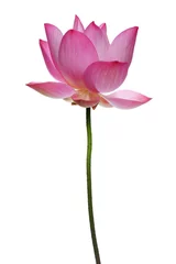 Papier Peint photo autocollant fleur de lotus  lotus flower isolated on white
