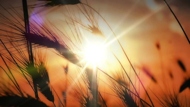 sunset grass slow motion