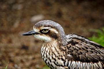 curlew