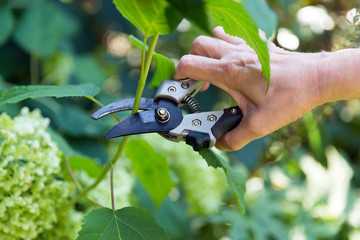 pruning scissors