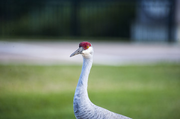 Obraz premium I Got My Eye on You