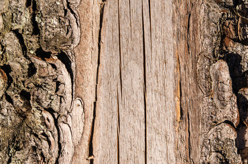 Wood surface
