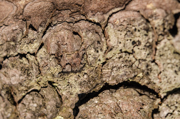 Wood surface