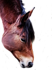Horse grassing illustration