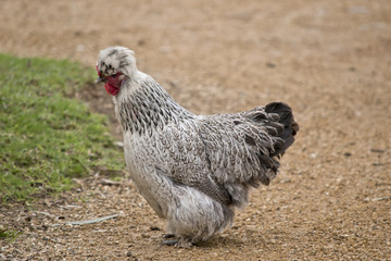 black and white chicken