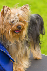 Yorkshire Terrier Close-up