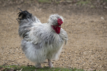 silkie chicken