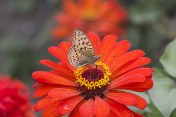 Butterfly on a flower