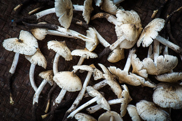 termite mushroom