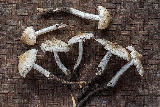 termite mushroom
