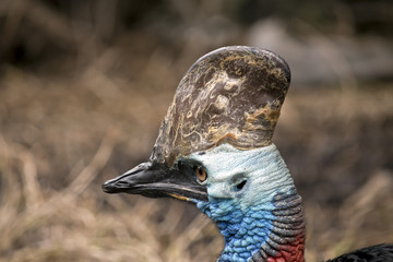 cassowary