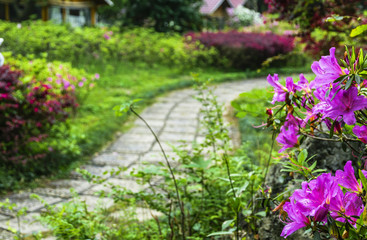 The pathway in garden 