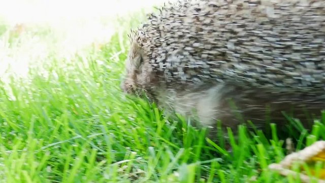 Hedgehog in Green Grass Goes or Crawls. Happy Cute Hand Pet Hedgehog on Sunny Day