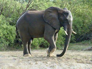 Elephant stomp with his foot in the sand