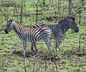 Fototapeta na wymiar Two zebra looking in the opposite direction
