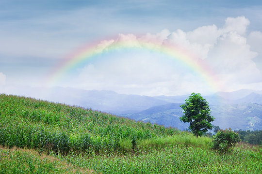 Lonely tree in mountain with rainbow, Composition of nature, Copyspace For Text