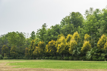 The forest scenery in garden