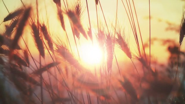 sunset grass slow motion