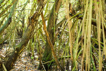 Caribbean forest in Bayahibe, La Altagracia, Dominican Republic. Close-up.