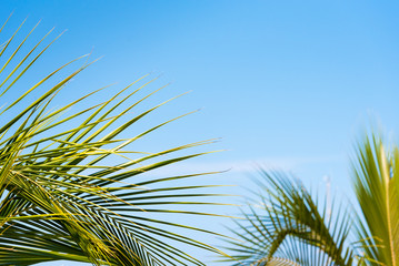 Obraz na płótnie Canvas Branches against the blue sky in Bayahibe, La Altagracia, Dominican Republic. Copy space for text.