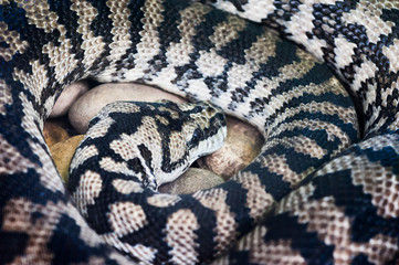 Black and white snake on stones  close-up