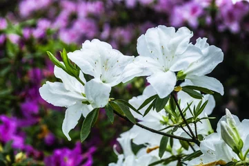 Fototapeten Azalee The azalea flowers is blossoming in spring   © carl