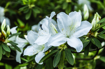 The azalea flowers is blossoming in spring 