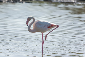 Pink flamingo, Camargue, France