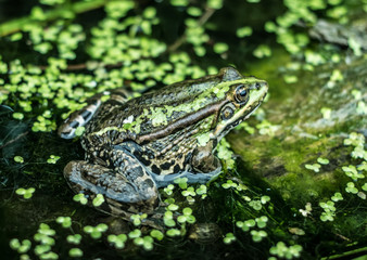 River frog is sitting on the the old drowned tree trunk overgrown with moss
