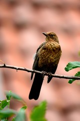 Star, Sturnus vulgaris