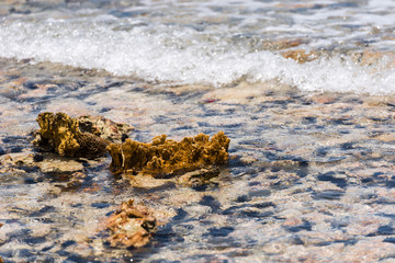 Seabed through crystal clear water. Marine blur background, rocky seabed through clear water in...