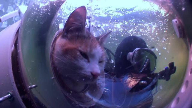 Cat scuba diver on background of reflection sunlight underwater. First and only in world pet animal in aqualung explores wild marine nature. Amazing unique beautiful video. Relax.