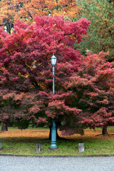 Classic street lamp in autumn park. Colorful public garden in autumn.