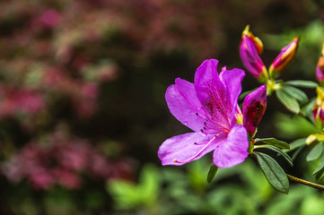 The azalea flowers is blossoming in spring  