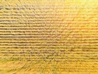 wheat field top view, aerial shoot