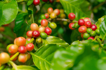 Organic red coffee cherries, raw coffee bean on coffee tree plantation