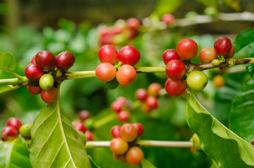Organic red coffee cherries, raw coffee bean on coffee tree plantation
