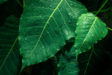 Selective focus of small green leaf with droplet