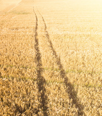 Fototapeta premium Wheat field from high, aerial view