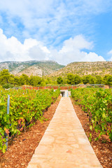 Fototapeta na wymiar Walking alley in vineyards among mountain landscape of Brac island near Bol town, Croatia