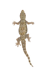 Naklejka premium House gecko (Half-toed gecko, House lizard) Isolated on white background