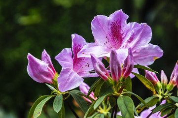 The azalea flowers is blossoming in spring 