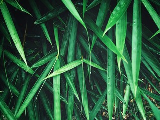 Bamboo leaves