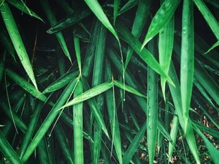 Fotobehang Zen Bamboo leaves  © Mumumutelu 