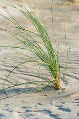 Beach grass in the sand at the beach in the northeastern german region fish land located in the federal state Mecklenburg Vorpommern. A beautiful landscape in north Germany