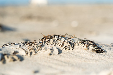 Little sand hill with alluvial seagrass at the beach in the region Fish Land, Darss, in the northeastern part of Germany