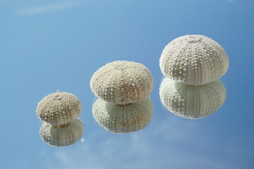 Seeigel