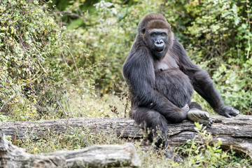 Gorille de 36 ans enceinte